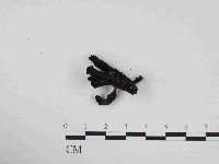 藏品(炭角菌屬)的圖片