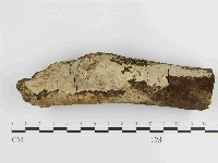 藏品(刺皮菌屬)的圖片