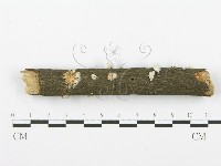 藏品(裂褶菌)的圖片