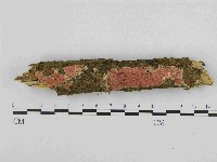 藏品(銳孔菌屬)的圖片