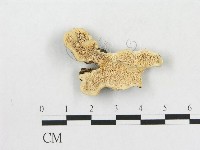 藏品(硬孔菌屬)的圖片