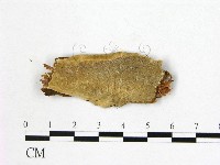 藏品()的圖片