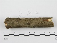 藏品(筍殼菌屬)的圖片