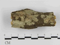 藏品(刺皮菌屬)的圖片