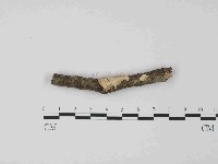 藏品(韌革菌屬)的圖片