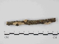 藏品(韌革菌屬)的圖片