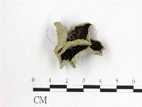 藏品(毛木耳)的圖片