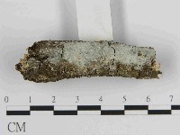 藏品(絲皮菌屬)的圖片