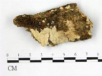 藏品(顯絲菌屬)的圖片