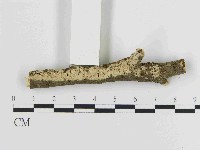 藏品(絲齒菌屬)的圖片