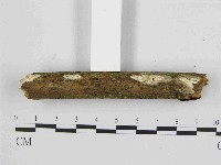 藏品(寡孔菌屬)的圖片