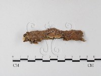 藏品(韌革菌屬)的圖片