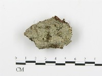 藏品(串擔革菌屬)的圖片