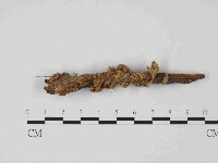 藏品(韌革菌屬)的圖片