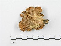 藏品(側耳屬)的圖片