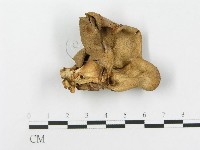 藏品(側耳屬)的圖片