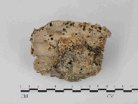 藏品(栓菌屬)的圖片