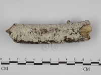 藏品(粗糙孢菌屬)的圖片