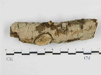 藏品(刺皮菌屬)的圖片