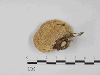 藏品(栓菌屬)的圖片