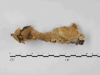 藏品(栓菌屬)的圖片