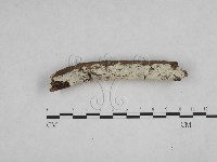 藏品(冇骨消絲齒菌)的圖片