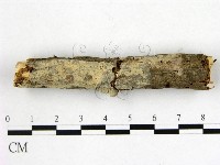 藏品(顯絲菌屬)的圖片