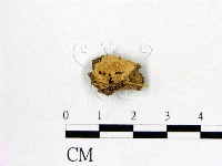 藏品(顯絲菌屬)的圖片