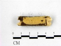 藏品(顯絲菌屬)的圖片