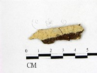 藏品(顯絲菌屬)的圖片