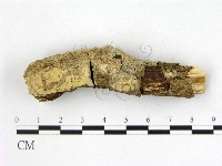 藏品(顯絲菌屬)的圖片