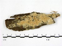 藏品(顯絲菌屬)的圖片