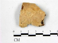 藏品(顯絲菌屬)的圖片