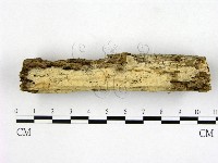 藏品(顯絲菌屬)的圖片