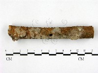 藏品(顯絲菌屬)的圖片