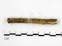 藏品(顯絲菌屬)的圖片