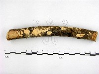 藏品(顯絲菌屬)的圖片