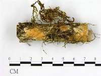 藏品(顯絲菌屬)的圖片