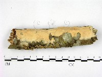 藏品(顯絲菌屬)的圖片