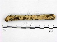 藏品(顯絲菌屬)的圖片