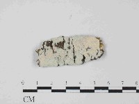 藏品(顯絲菌屬)的圖片