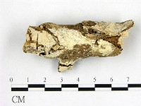 藏品(顯絲菌屬)的圖片