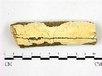 藏品(顯絲菌屬)的圖片