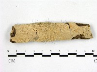 藏品(顯絲菌屬)的圖片