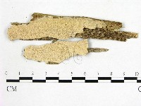 藏品(顯絲菌屬)的圖片