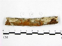 藏品(顯絲菌屬)的圖片