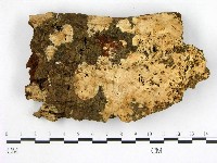 藏品(顯絲菌屬)的圖片