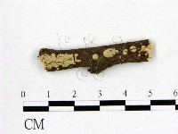 藏品(顯絲菌屬)的圖片