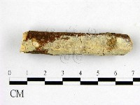 藏品(顯絲菌屬)的圖片