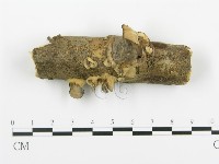 藏品(煙管菌)的圖片